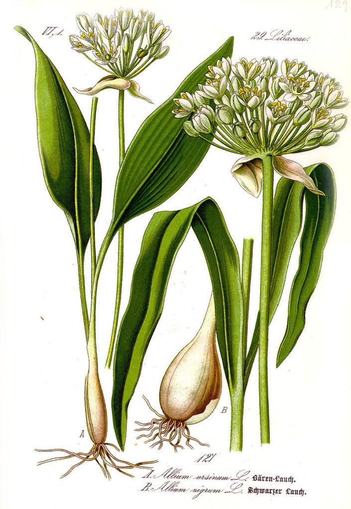 Bärlauch (Allium ursinum), Zeichnung, essbare Wildpflanze