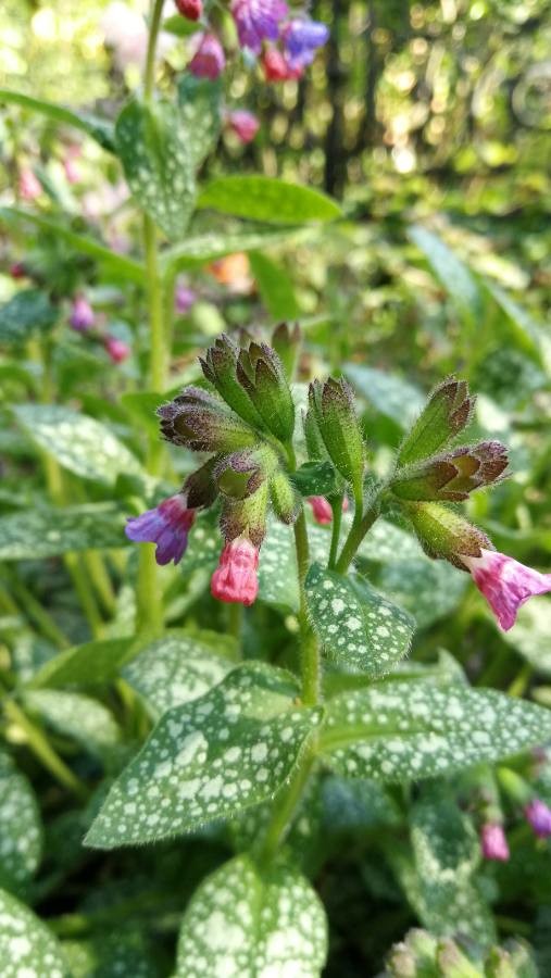 Echtes Lungenkraut (Pulmonaria officinalis), Blätter und Blüten, essbare Wildpflanze