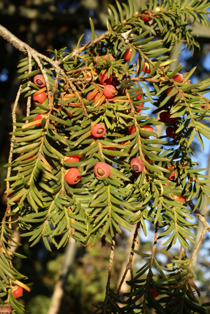 Eibe (Taxus baccata), Früchte, essbare Wildpflanze