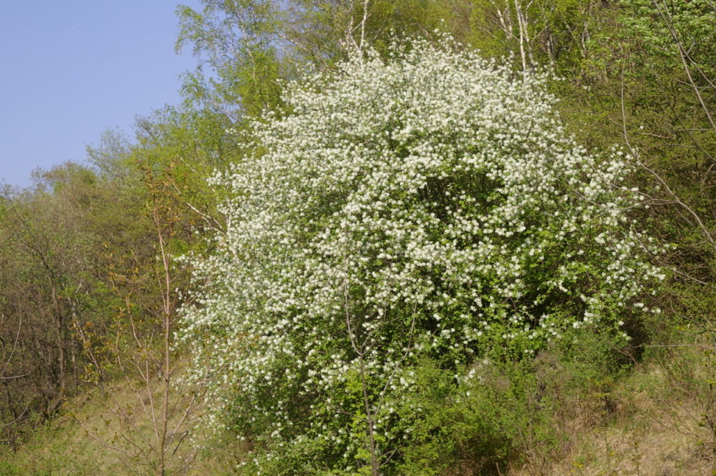 Essbare Pflanze Felsenbirne_Amelanchier_vulgaris