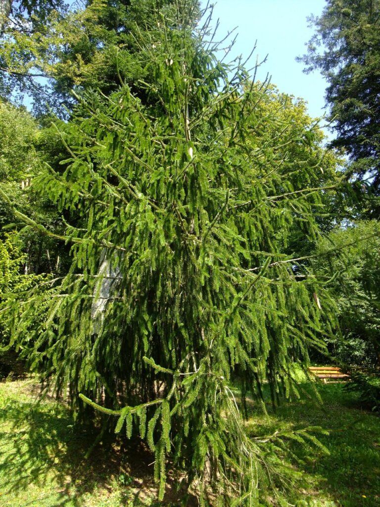 Gemeine Fichte (Picea abies), Baum, essbare Wildpflanze