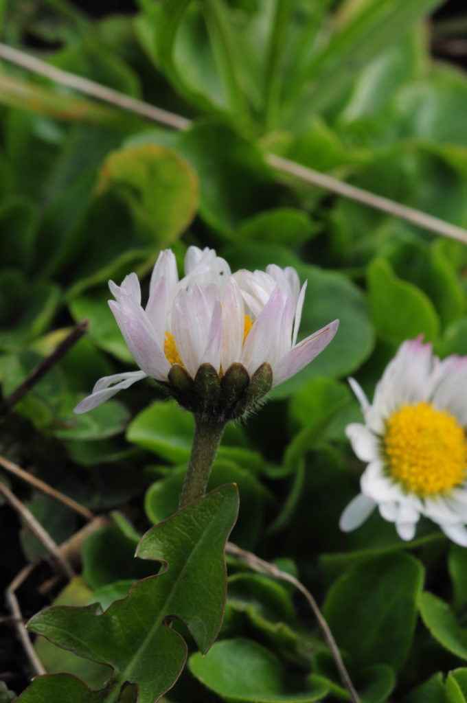 Gänseblümchen (Bellis perennis), Blüte, essbare Wildpflanze