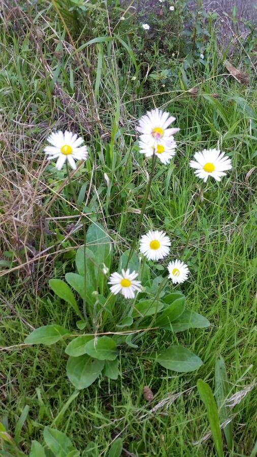 Gänseblümchen (Bellis perennis), essbare Wildpflanze