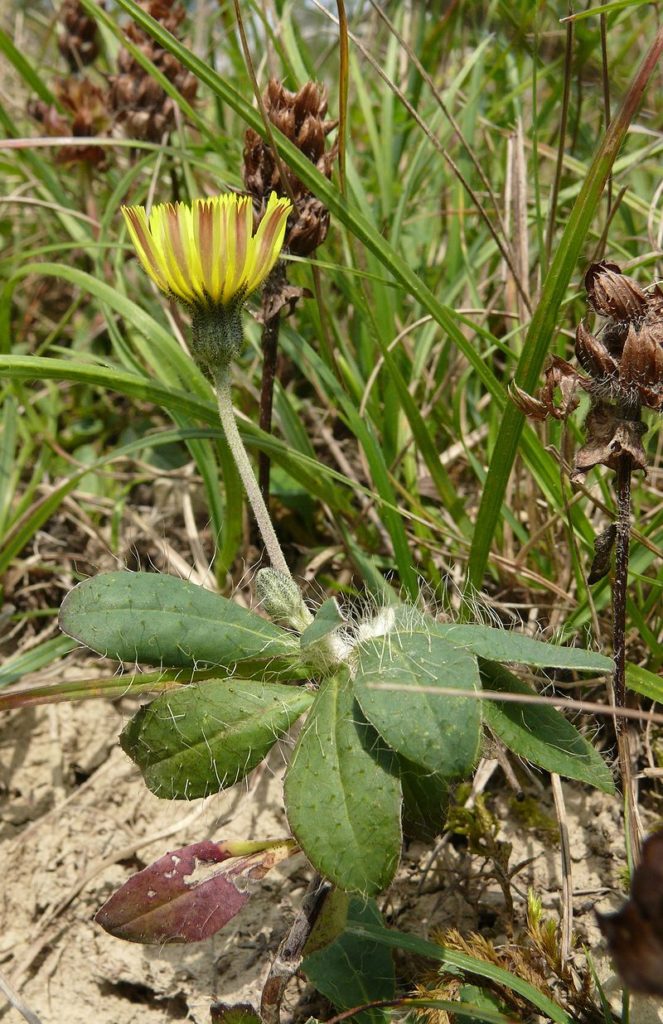 Kleines Habichtskraut (Hieracium pilosella), essbare Wildpflanze