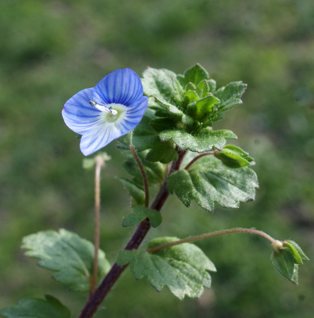 Persischer Ehrenpreis
