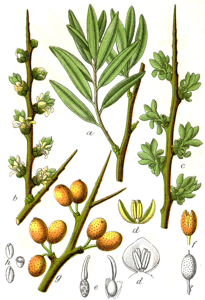 Sanddorn (Hippophae rhamnoides), Zeichnung, essbare Wildpflanze