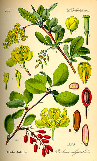 Sauerdorn (Berberis vulgaris), Zeichnung, essbare Wildpflanze