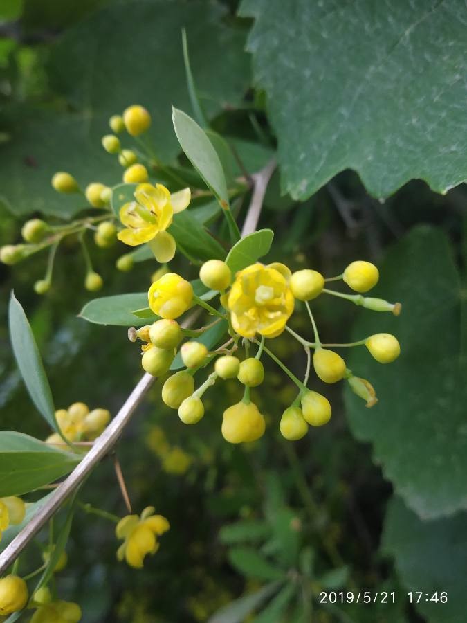 Sauerdorn (Berberis vulgaris), Blüte, essbare Wildpflanze