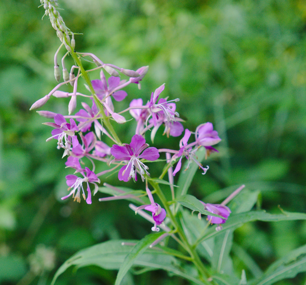 Schmalblättriges Weidenröschen (Epilobium angustifolium), Blüten, essbare Wildpflanze