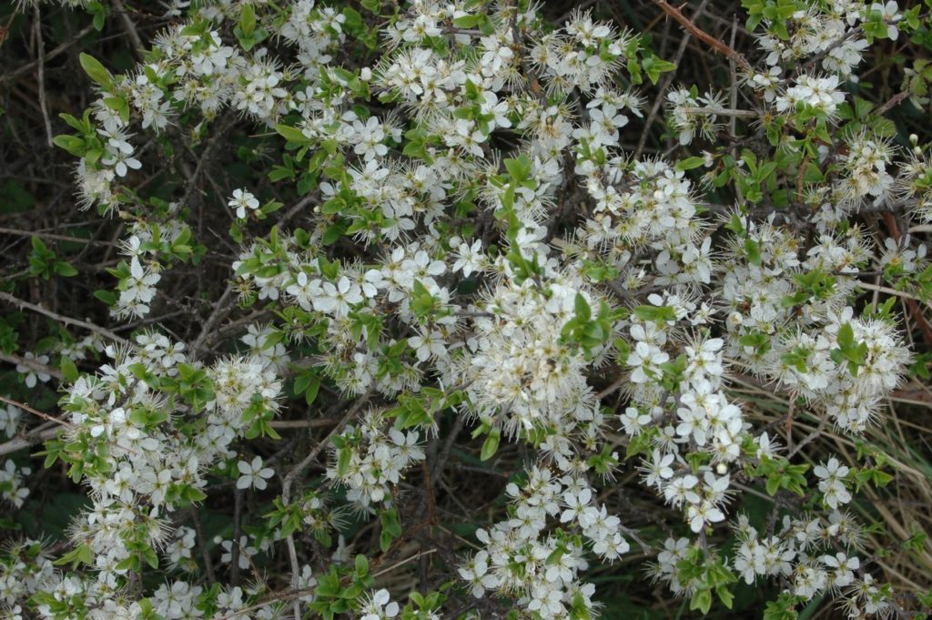 Schwarzdorn (Prunus spinosa), Blüten, essbare Wildpflanze