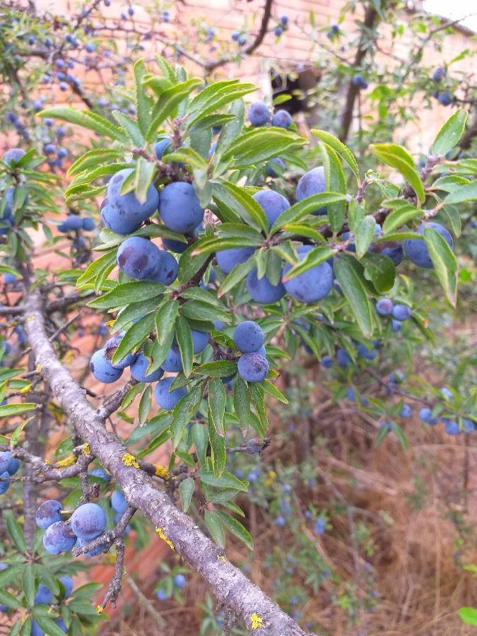 Schwarzdorn (Prunus spinosa), Früchte, essbare Wildpflanze