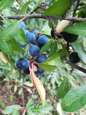 Schwarzdorn (Prunus spinosa), Früchte und Blätter, essbare Wildpflanze