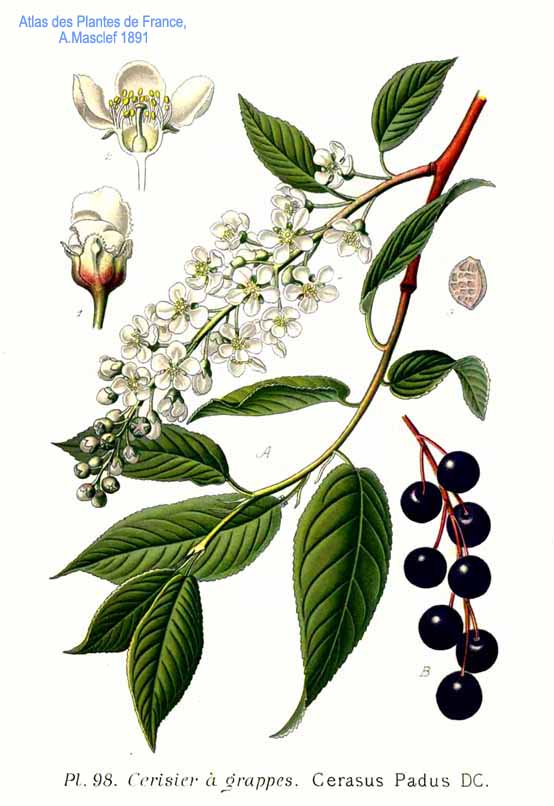 Essbare Pflanze Traubenkirsche_Prunus_padus