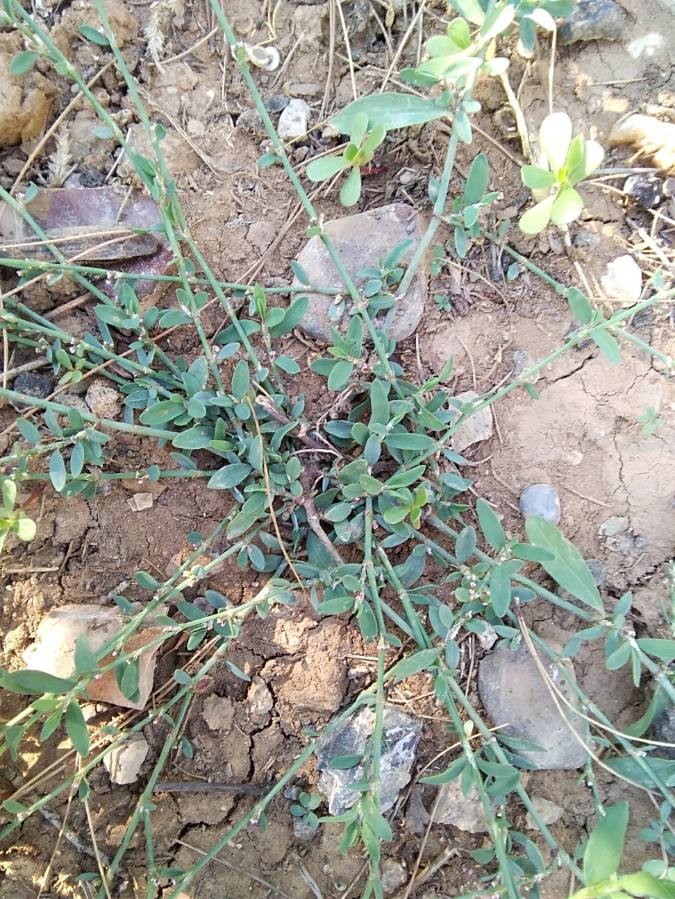 Vogelknöterich (Polygonum aviculare), Blätter, essbare Wildpflanze