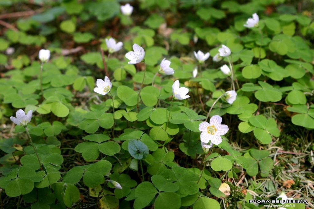 Waldsauerklee (Oxalis acetosella), Blätter und Blüten, essbare Wildpflanze