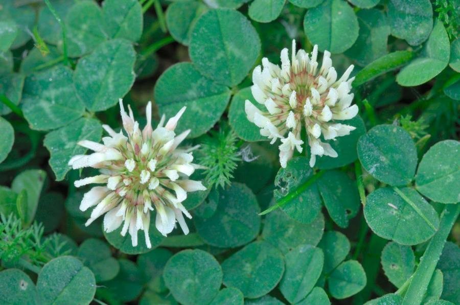 Weißklee (Trifolium repens), Blüte und Blätter, essbare Wildpflanze