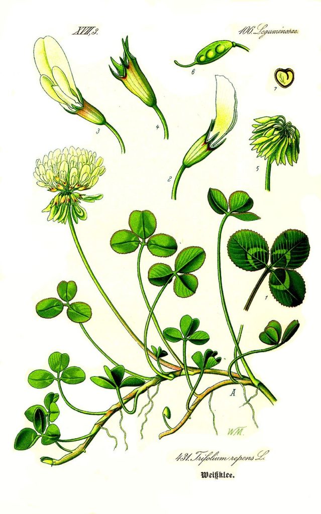 Weißklee (Trifolium repens), Zeichnung, essbare Wildpflanze