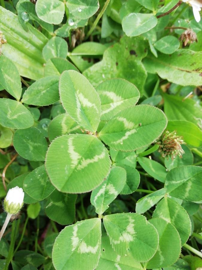 Weißklee (Trifolium repens), Blätter, essbare Wildpflanze