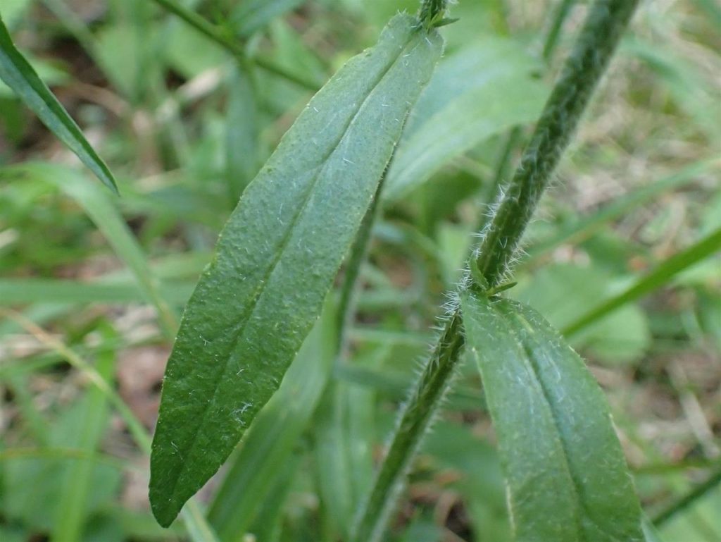 Wiesen Glockenblume (Campanula patula), Blätter und Stiel, essbare Wildpflanze