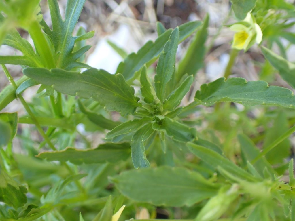 Wildes Stiefmütterchen (Viola arvensis), Blätter, essbare Wildpflanze