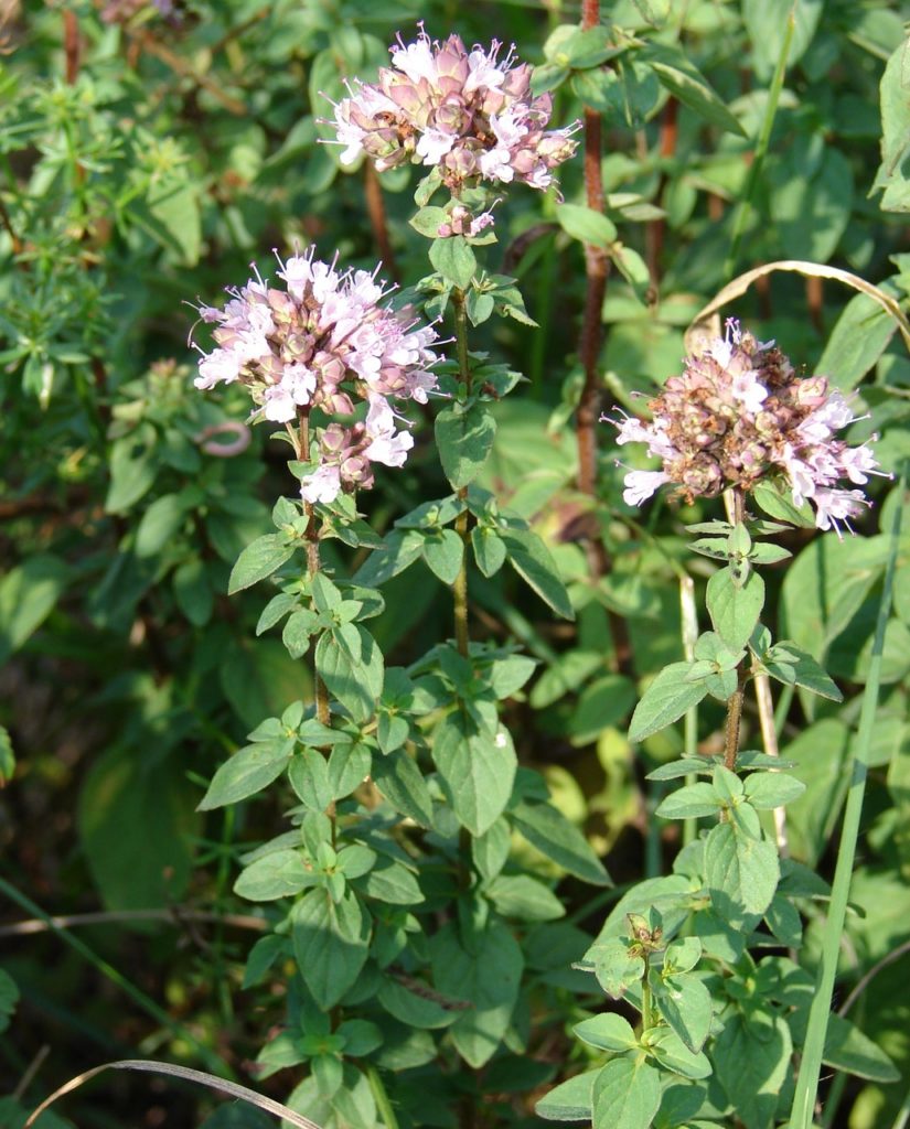 Oregano (Origanum vulgare), Blätter und Blüte, essbare Wildpflanze