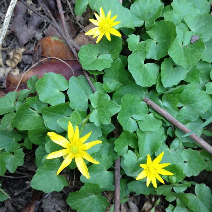 Scharbockskraut (Ranunculus ficaria), Blätter und Blüte, essbare Wildpflanze