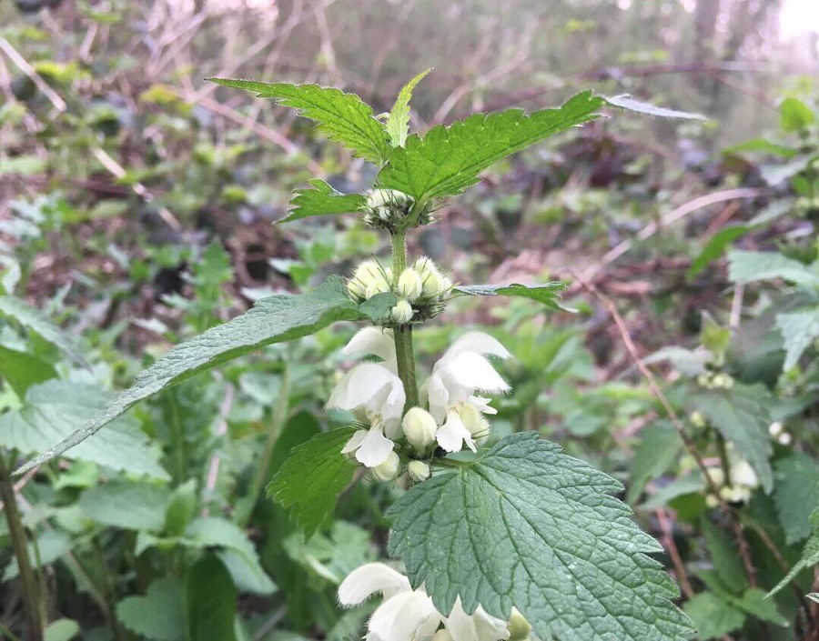 Weiße Taubnessel (Lamium album), Blätter und Blüten, essbare Wildpflanze