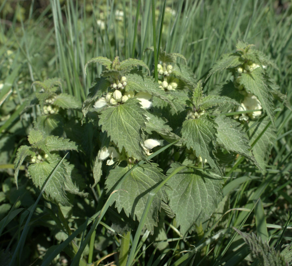 Weiße Taubnessel (Lamium album), Blätter und Blüten, essbare Wildpflanze