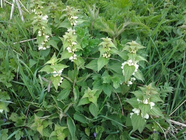 Weiße Taubnessel (Lamium album), essbare Wildpflanze