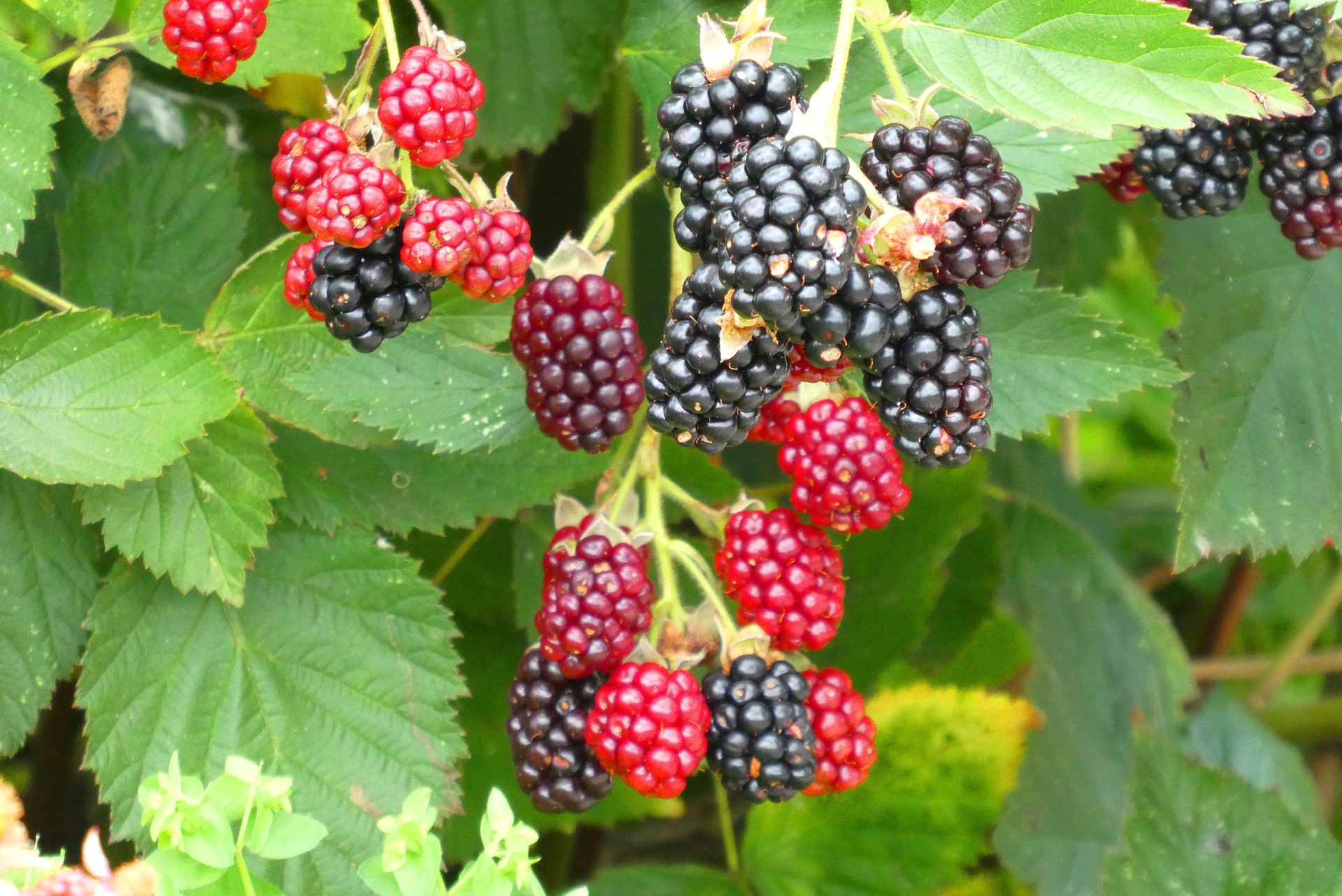 Brombeeren