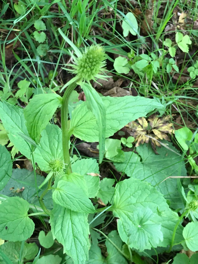 Ährige Teufelskralle (Phyteuma spicatum), Blätter und Blüte, essbare Wildpflanze