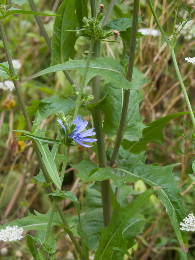 Wegwarte (Cichorium intybus), essbare Wildpflanze