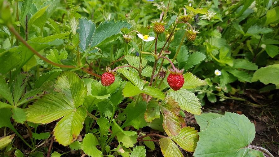 Wald Erdbeere (Fragaria vesca), Blätter, Blüten, Früchte, essbare Wildpflanze