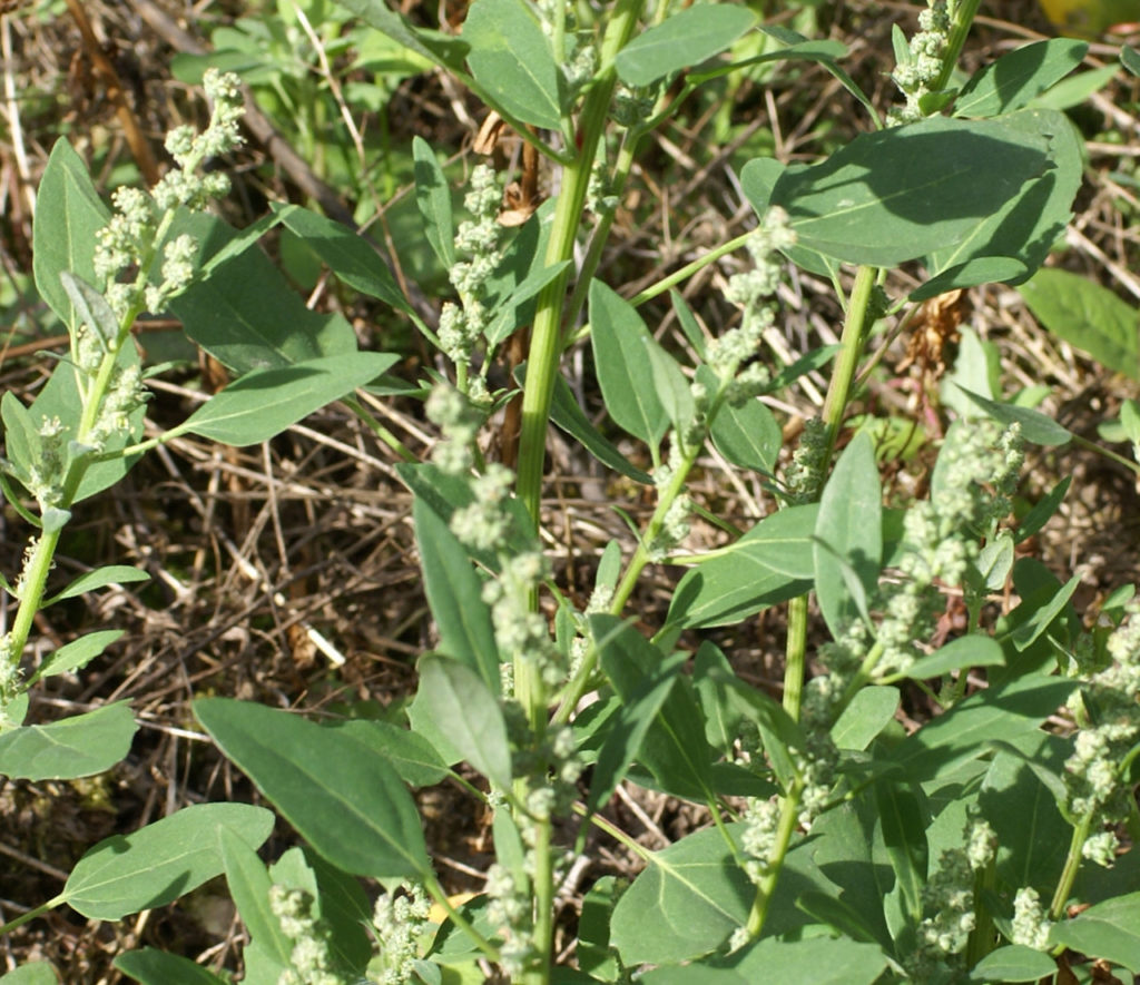 Weißer Gänsefuß (Chenopodium album), Blätter, Blüten, essbare Wildpflanze