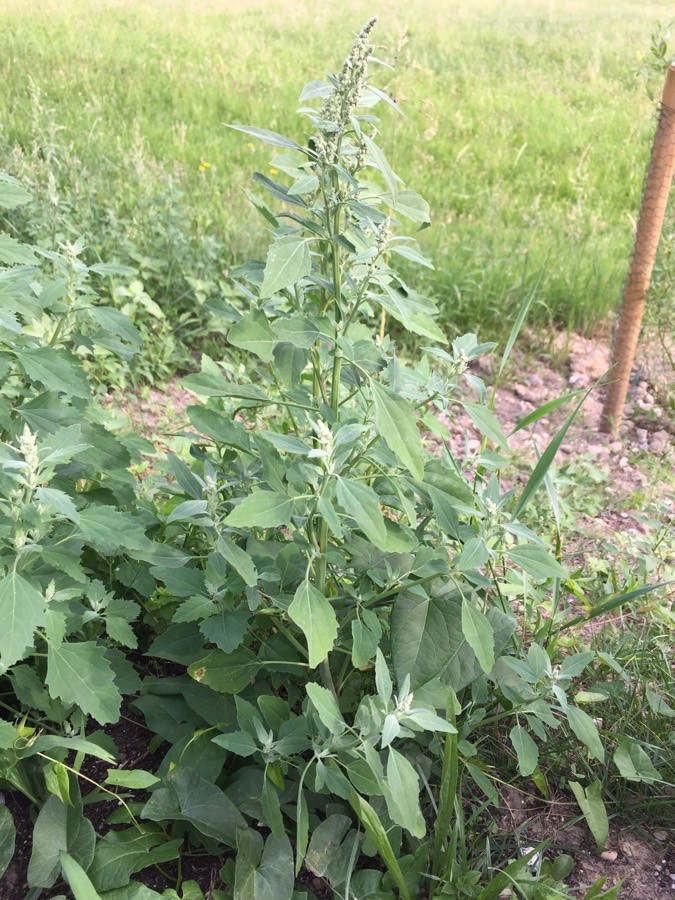 Weißer Gänsefuß (Chenopodium album), ganze Pflanze, essbare Wildpflanze