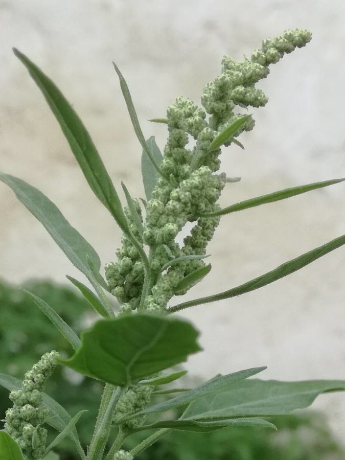 Weißer Gänsefuß (Chenopodium album), Blüten, Knospen, essbare Wildpflanze