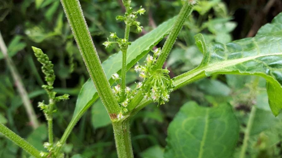 Weißer Gänsefuß (Chenopodium album), Stiel, Stängel, essbare Wildpflanze