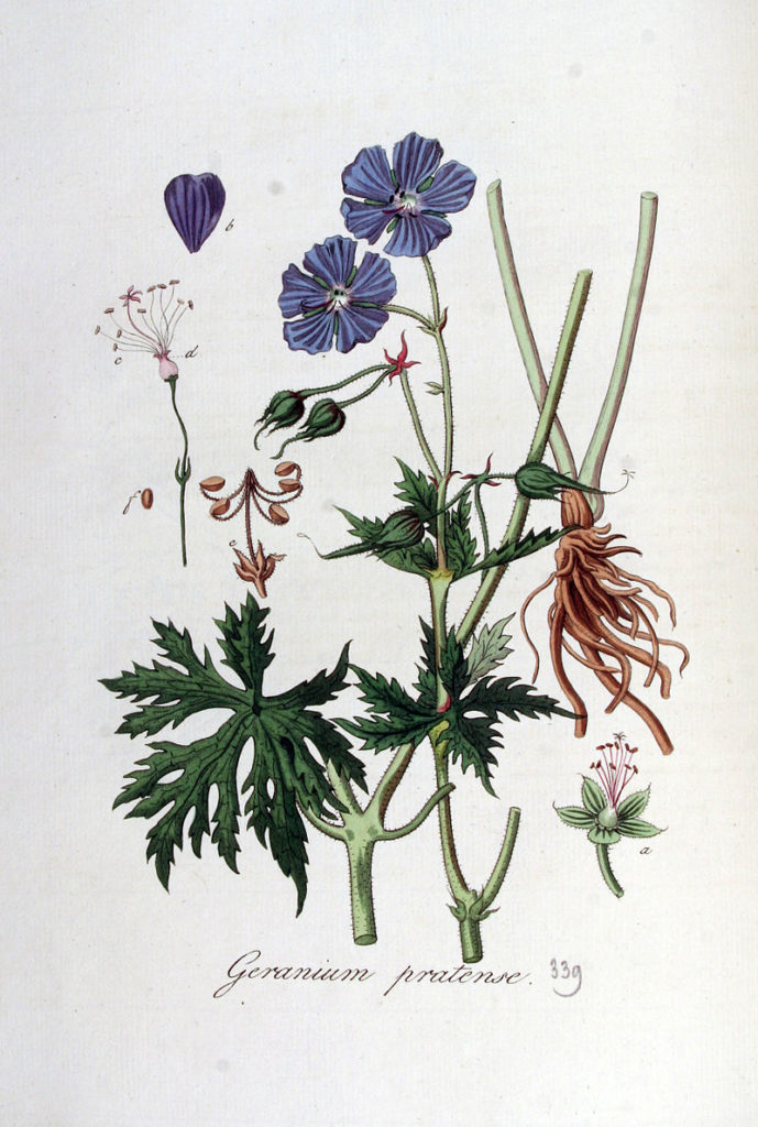 Wiesen Storchschnabel (Geranium pratense), Zeichnung, essbare Wildpflanze