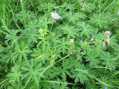 Wiesen Storchschnabel (Geranium pratense), Blätter und Blüte, essbare Wildpflanze