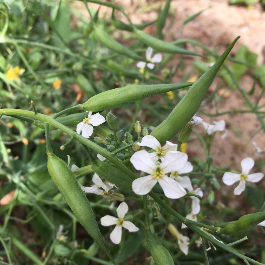 Acker Hederich (Raphanus raphanistrum), Früchte, Schote und Blüte, essbare Wildpflanze