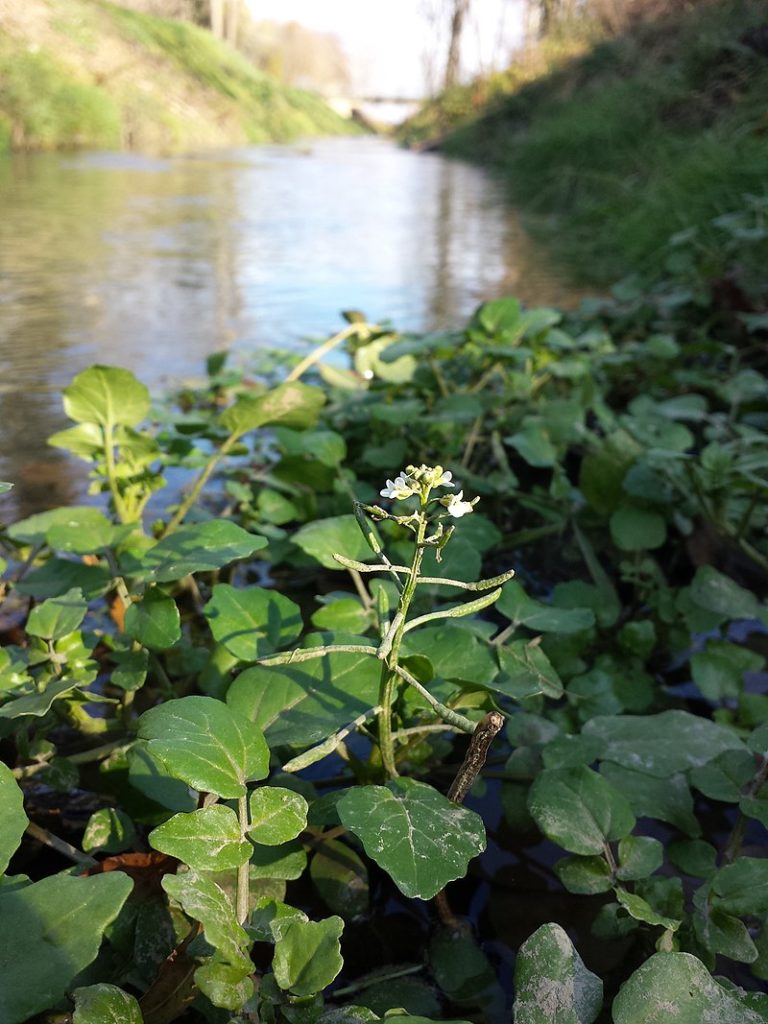 Echte Brunnenkresse (Nastrium officinale), essbare Wildpflanze