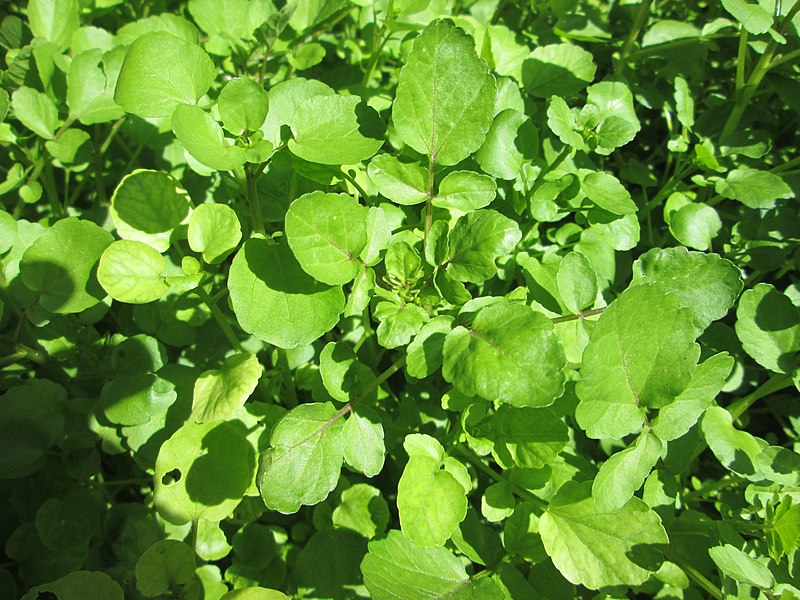 Echte Brunnenkresse (Nastrium officinale), Blätter, essbare Wildpflanze