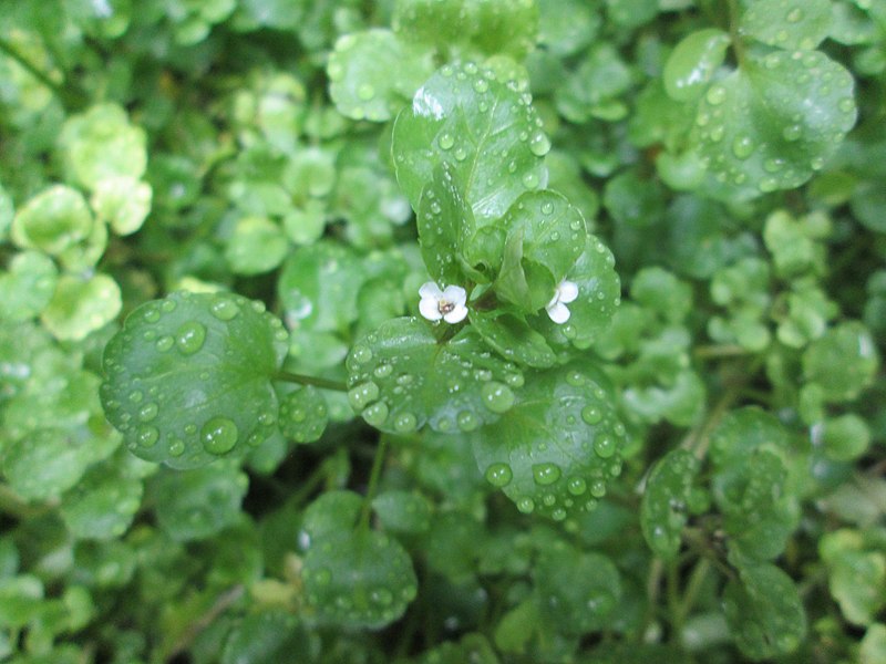 Echte Brunnenkresse (Nastrium officinale), Blätter und Blüte, essbare Wildpflanze