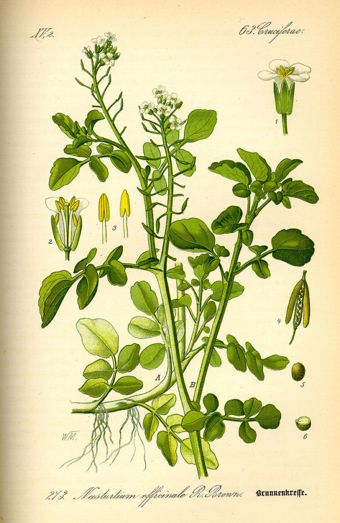 Echte Brunnenkresse (Nastrium officinale), Zeichnung, essbare Wildpflanze