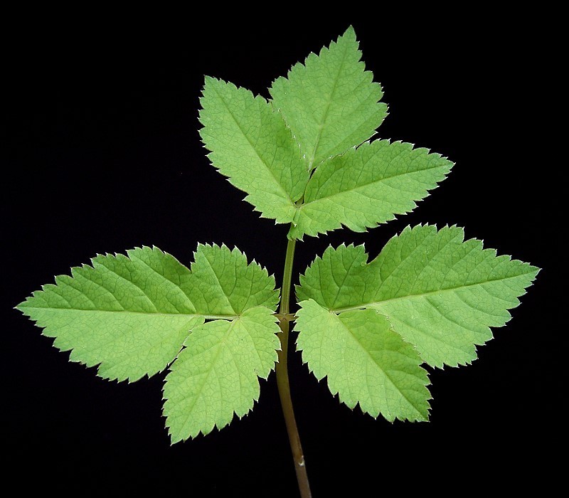 Giersch (Aegopodium podagraria), Blatt, essbare Wildpflanze