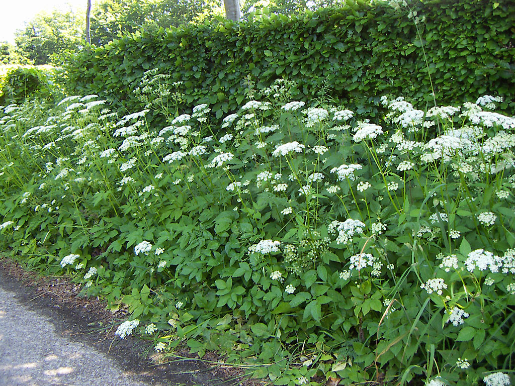 Giersch (Aegopodium podagraria) am Wegrand, essbare Wildpflanze