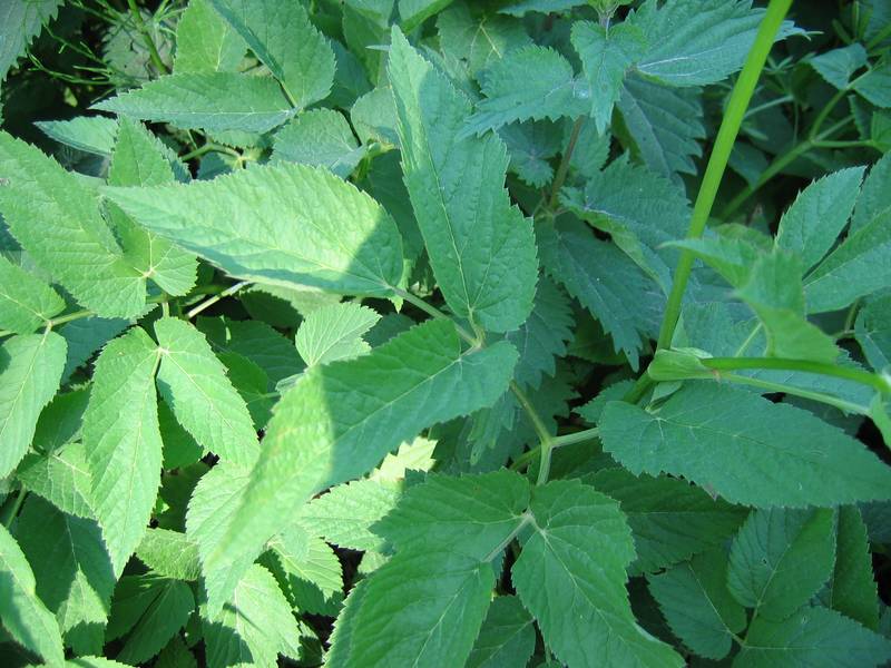 Giersch (Aegopodium podagraria), Blätter, essbare Wildpflanze