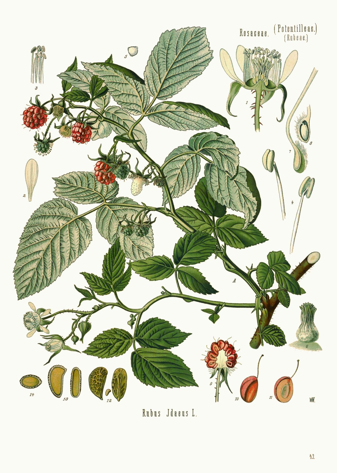 Himbeere