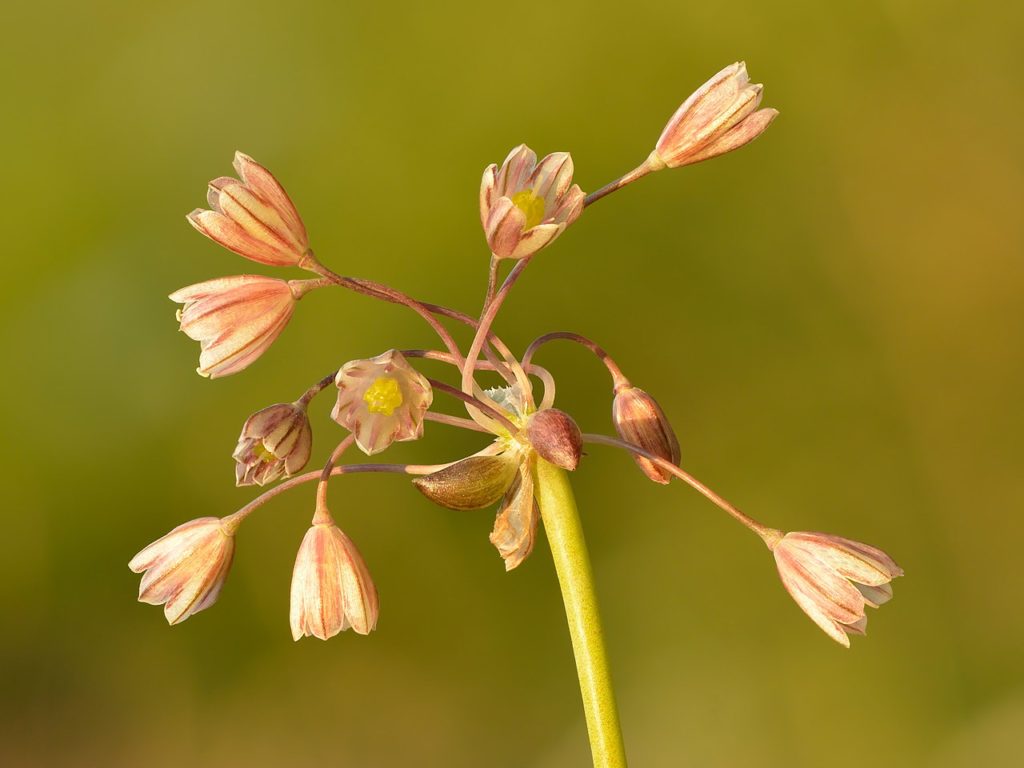 Kohl-Lauch (Allium oleraceum), Blüten, essbare Wildpflanze