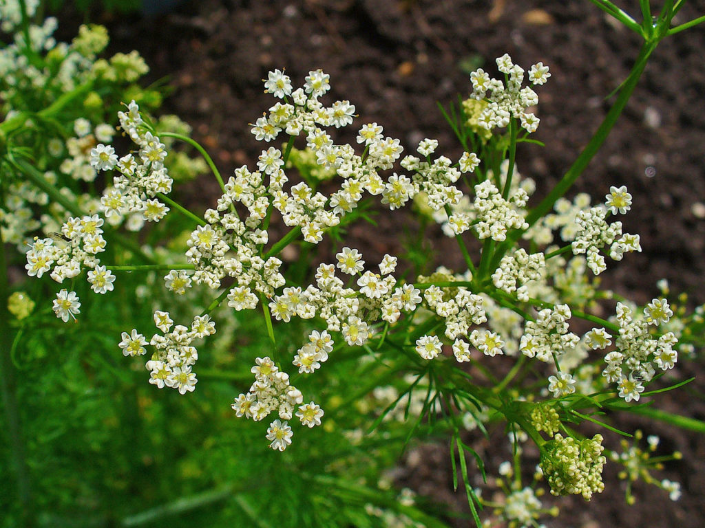 Kümmel (Carum carvi), Blüten, essbare Wildpflanze